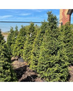 Clipped Cone Japanese Yew