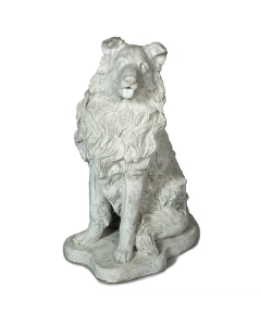 Collie Dog
