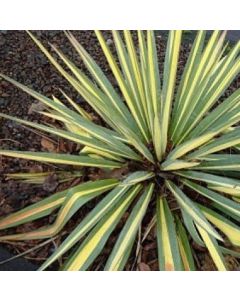 Color Guard Adam's Yucca