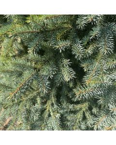 Colorado Blue Spruce