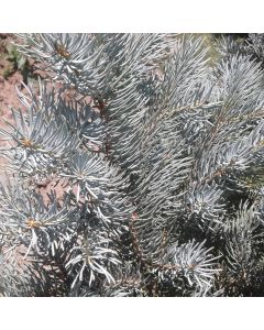 Columnar Blue Spruce