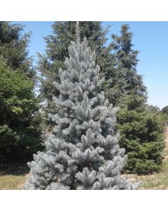 Columnar Blue Spruce