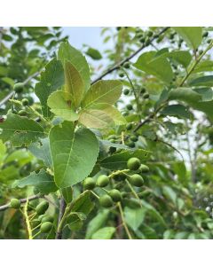 Common Chokecherry 