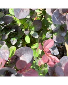 Concorde Barberry