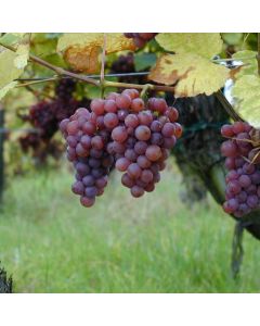 Concord Grape - Purple 2G