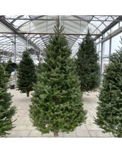 Cook Fir Christmas Tree