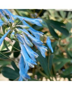 Fumewort 'Porcelain Blue' 1G