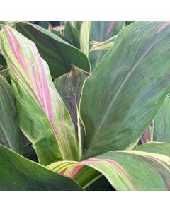 Cordyline Sherbert 10"