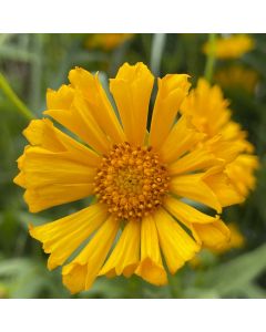 Tickseed 'Jethro Tull' 1G