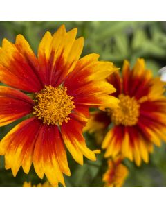 Tickseed 'Lil Bang Daybreak' 1