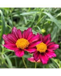 Tickseed 'Mercury Rising' 1G