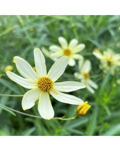 Tickseed 'Moonbeam' 1G