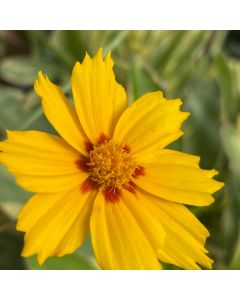 Tickseed 'Tequila Sunrise' 1G