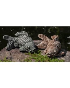 Coy Koi