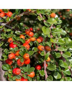 Cranberry Cotoneaster Std 