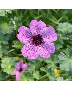 Cranesbill 'Ballerina' 1G