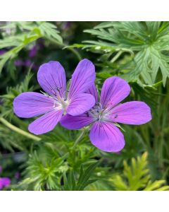 Cranesbill 'Brookside' 1G