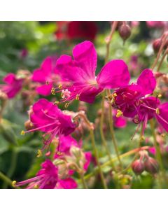 Cranesbill 'Crystal Rose' 1G