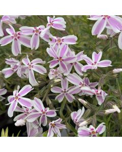 Phlox 'Candy Stripe' 1G