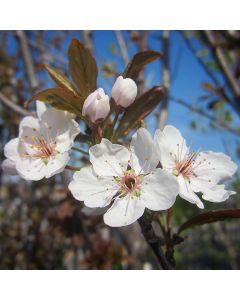Crimson Pointe Flowering Plum