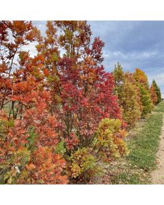 Crimson Spire Oak