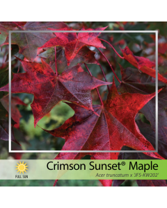 Crimson Sunset Maple