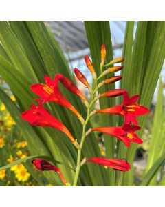 Montbretia 'Ember Glow' 1G