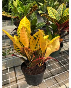 6" Croton 'Petra'