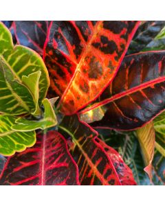 Croton 'Petra'