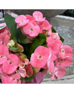 Crown of Thorns 6"