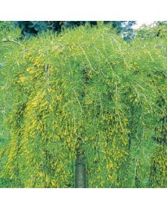 Cutleaf Peashrub Std
