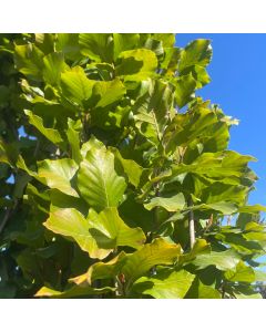 Golden Dawyck Beech