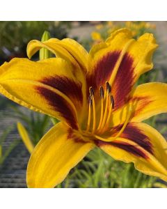 Daylily 'Bonanza' 1G