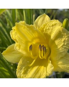 Daylily 'Happy Return' 1G