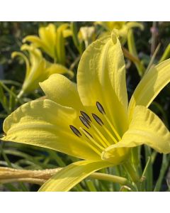 Daylily 'Hyperion' 1G