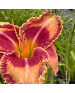 Daylily 'Lake of Fire' 1G