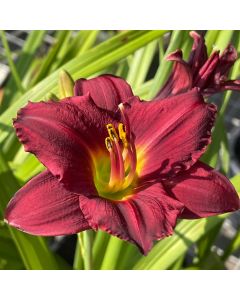 Daylily 'Pardon Me' 1G
