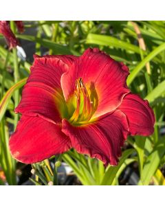 Daylily 'Red Hot Returns' 1G