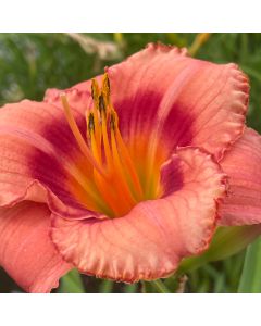 Daylily 'Strawberry Candy' 1G