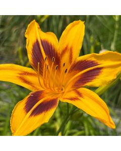Daylily 'Bonanza' 1G