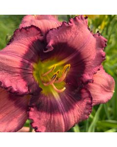 Daylily 'Fruitful & Multi' 1G