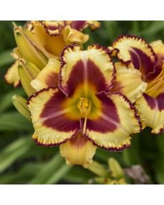 Daylily 'Blazing Glory' 1G