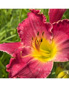 Daylily 'Sweat 'n Tears' 1G