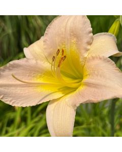 Daylily 'Catherine Wood' 1G