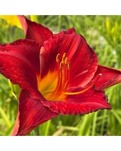 Daylily 'Chicago Apache' 1G