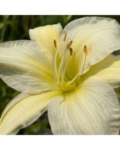 Daylily 'Gentle Shepherd' 1G