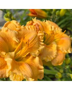 Daylily 'Orange Smoothie' 1G