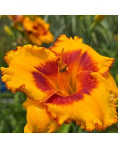 Daylily 'Pooh Bear' 1G