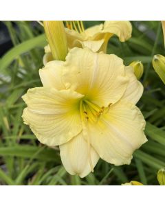 Daylily 'Precious de Oro' 1G