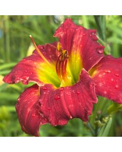 Daylily 'Red Hot Returns' 1G